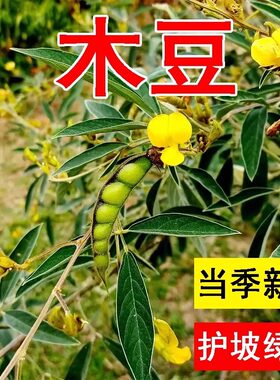 木豆种子 直立灌木 树豆 柳豆 豆蓉 树黄豆 三叶豆种子护坡灌木