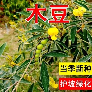 木豆种子 直立灌木 树豆 柳豆 豆蓉 树黄豆 三叶豆种子护坡灌木
