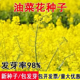 高产油菜花种子早熟高出油食用油菜花种籽榨油油菜籽观赏布景花海
