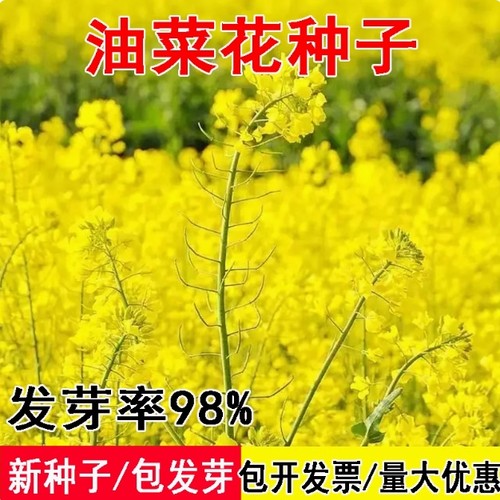 油菜花种子高产耐寒榨油食用