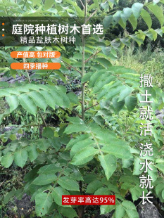 盐肤木种子护坡灌木种子蜜源树种子五倍子种子花木林木苗木种子