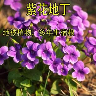 紫花地丁种子 中材种子 新采地丁籽紫堇地丁花卉种子庭院阳台花籽