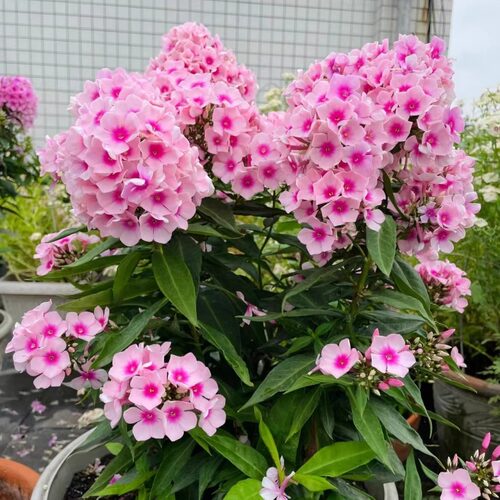 福禄考芝樱花花种籽子播种耐寒花籽长期长阳台易活花卉种子孑