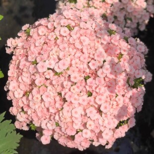 福禄考花种四季播种花卉植物室内花盆栽草花籽阳台易成活花种籽子