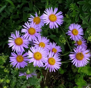 【高山紫菀种子】多年生宿根荷兰菊花籽耐寒耐旱好养植物高岭紫苑