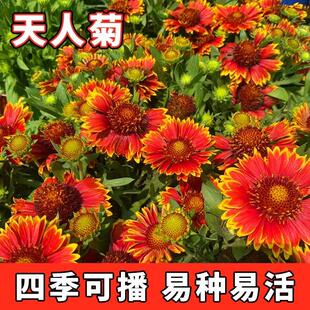 天人菊种子虎皮菊种籽开花耐寒花卉种籽多年生园林花海花种籽