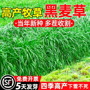 进口高产四倍体黑麦草子种四季牧草种籽耐旱耐寒草种鱼草喂牛羊猪