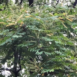 鸡母珠树种子 海红豆美人豆相思豆 孔雀豆 相思子 鄂西红豆种子
