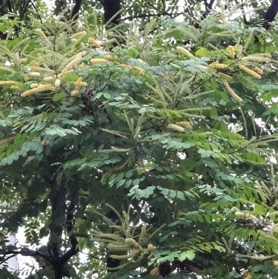 鸡母珠树种子 海红豆美人豆相思豆 孔雀豆 相思子 鄂西红豆种子