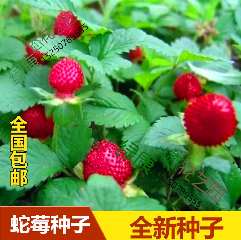蛇莓种子蛇泡草龙吐珠三爪风蛇蛋果蛇果种子可盆栽包邮花卉种籽