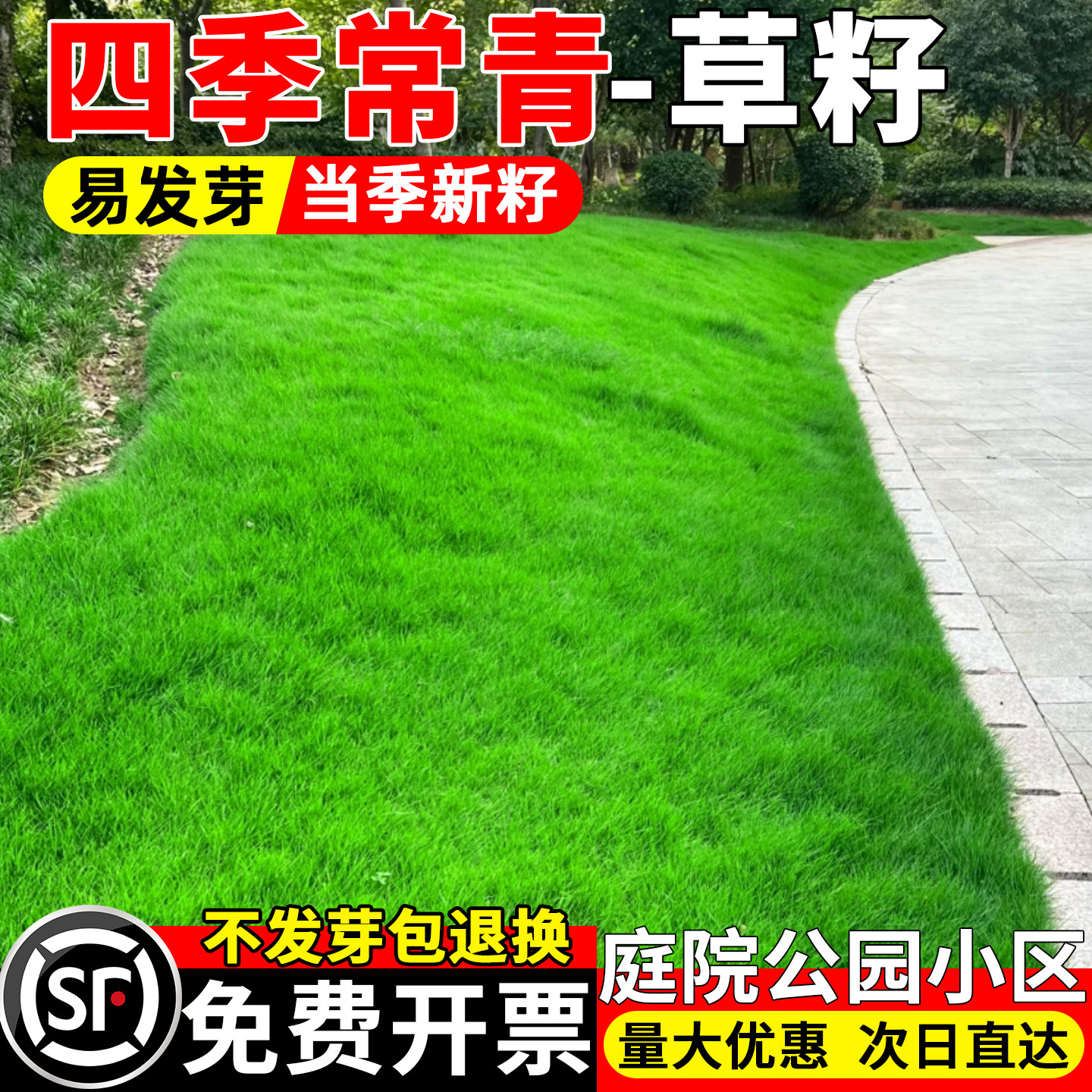 草坪草籽四季常青护坡狗牙根高羊茅庭院矮生剪股颖绿化黑麦草种子