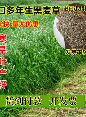 四季畜牧牛羊春天黑麦草