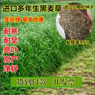 鱼草黑麦草四季牧草种子畜牧草子喂草鱼兔子牛羊吃的草种春天草籽