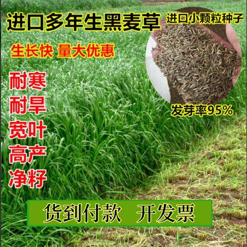四季畜牧牛羊春天黑麦草