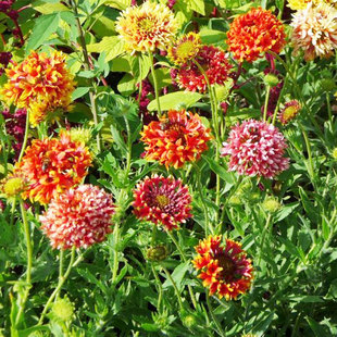 矢车天人菊种子重瓣老虎皮中华车轮菊种籽耐热可切花阳台盆栽春秋