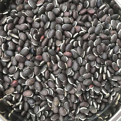 种子绿化藤本植物护坡