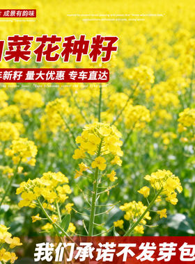 油菜花种子高产耐寒耐旱抗倒观赏食用高产早熟高出油多油菜花种籽