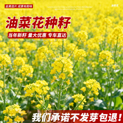 油菜花种子高产耐寒耐旱抗倒观赏食用高产早熟高出油多油菜花种籽