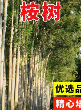 速生桉树种子 巨桉大小广林9号树种子 蓝按桉树籽 林木种子新种