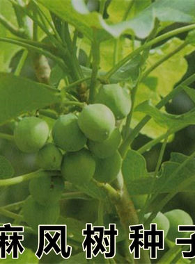 麻疯树种子苗木种子桐油