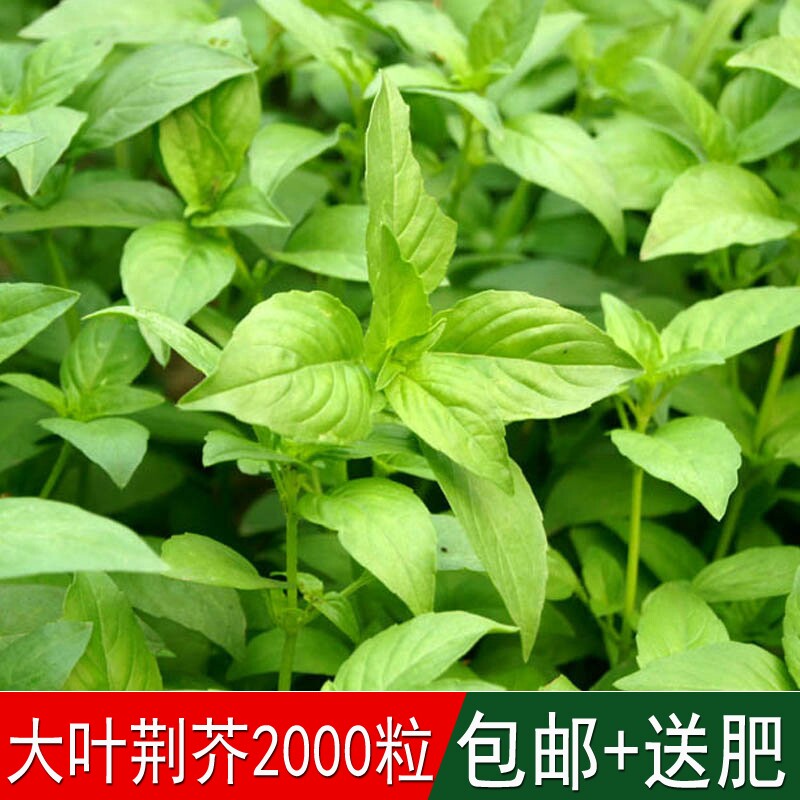 庭院盆栽种植香草花卉种籽大叶荆芥种子香荆荠线荠四棱杆蒿假苏 - 实物图