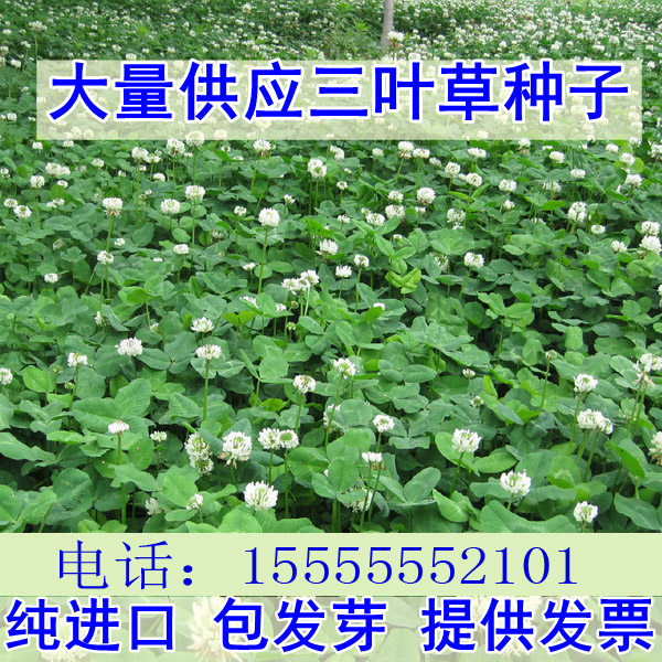 三叶草种子白三叶草籽红三叶草籽四季青草坪牧草果园绿肥四季播种