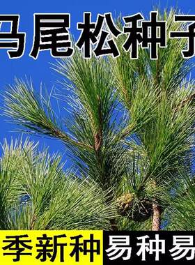 马尾松种子新采松树种籽马尾松籽小树苗松仁子种子高大松树种子
