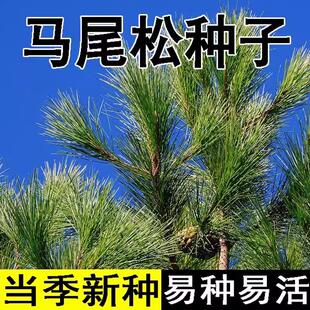 马尾松种子新采松树种籽马尾松籽小树苗松仁子种子高大松树种子