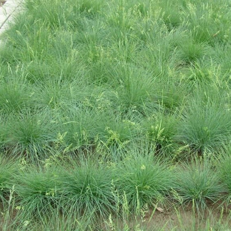 无芒雀麦种子披碱草碱茅草紫羊茅四季种养牛红豆草碱草羊草种子