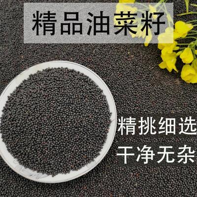 油菜籽种子鸽粮虎皮牡丹鹦鹉芙蓉鸟玉鸟鸟食 冬季养鸟 榨油