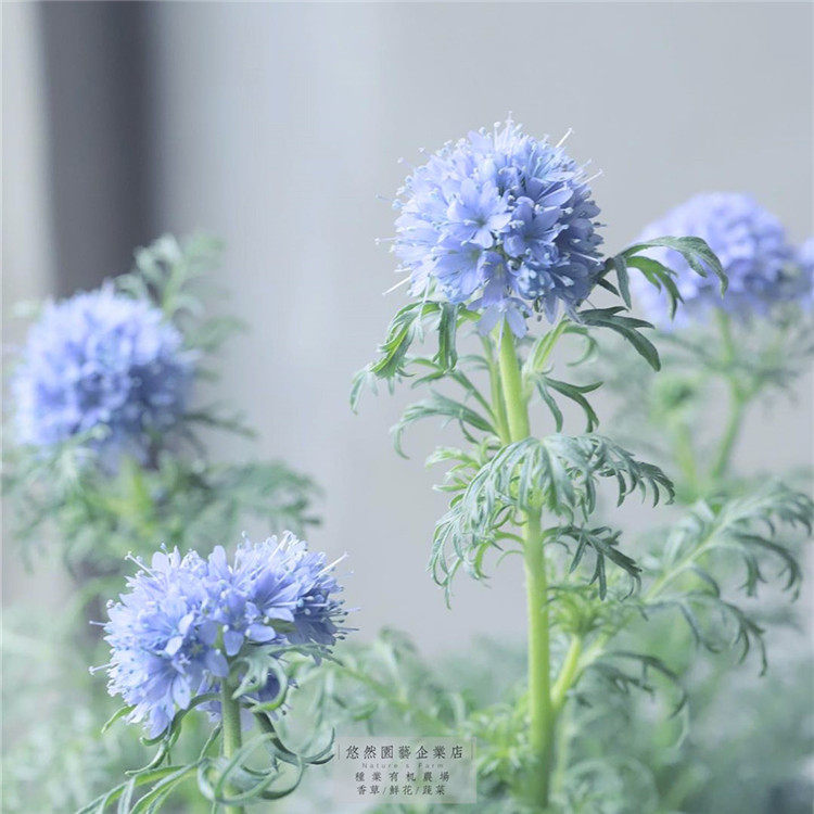 夏季秋蓝顶蓝顶针花天种图片
