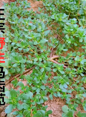 蔬菜食用太阳花田园马齿苋