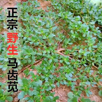 正宗食用马齿苋种子马芷苋籽太阳花野菜阳台田园盆栽蔬菜种孑