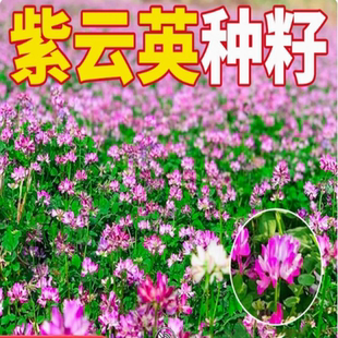 紫云英种子翘摇绿肥牧草可食用花蜜蜂蜜源草籽红花草四季果园牧草