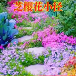 低矮芝樱花种籽子四季播种开花好养活福禄考花籽盆栽室外地被庭院