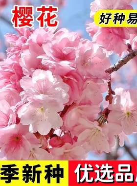 樱花树种子种籽四季阳台观赏植物室内小盆栽易种易活林木绿化