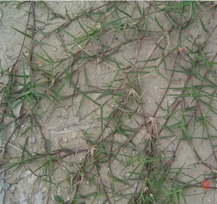 巴根草种子 铁线草 护坡草籽 爬地草 绊根草 护坡种子防水土流失