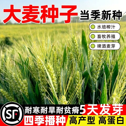 优质大麦种子芽苗菜种子耐寒大麦若叶青汁榨汁四季播猫草牧草种子