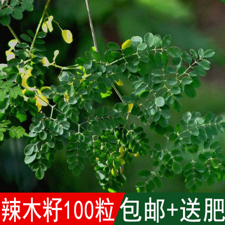 特级辣木籽中果印度天然食用辣木子精选辣木种子500克包邮