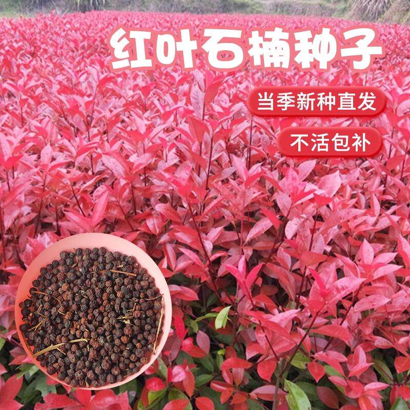 新绿化红叶石楠种子篱笆围栏四季常青红罗宾火焰红石楠树种子