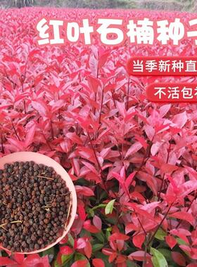 新绿化红叶石楠种子篱笆围栏四季常青红罗宾火焰红石楠树种子
