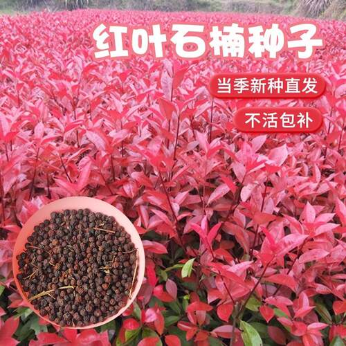 红叶石楠树苗球树球苗籽4树