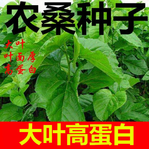 不开花桑葚种桑葚种大叶蚕