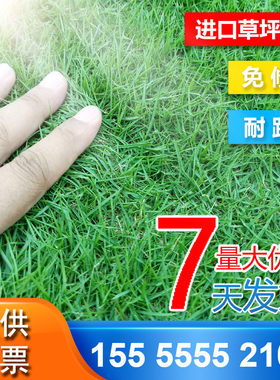 四季青耐寒耐旱高羊茅草坪种子