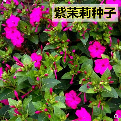 紫茉莉种子 地雷花鲜花籽紫色花草胭脂花宿根花卉多年生景观花海