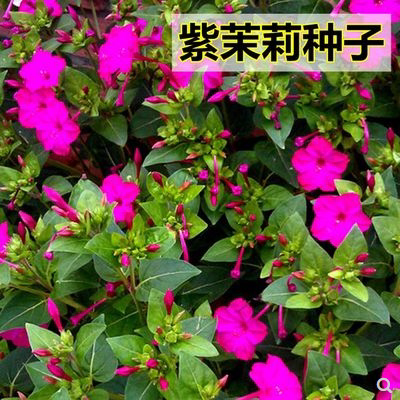 春季秋紫茉紫茉莉种子地