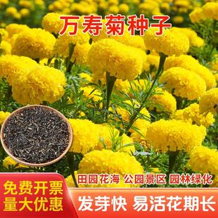 万寿菊花种籽子耐热驱蚊花卉驱蛇花卉适合乡村庭院春天种的花期长