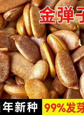 金弹子梨型灯泡型种子