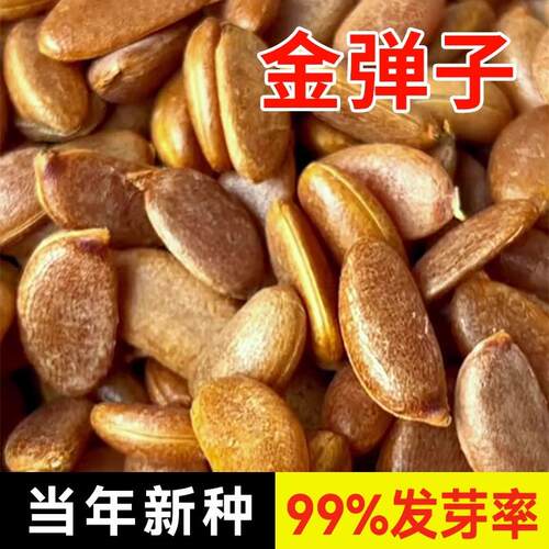 金弹子梨型灯泡型种子