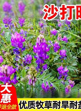 沙打旺种子多年生牧草籽四季高产果园绿肥防沙固土护坡绿化草种籽